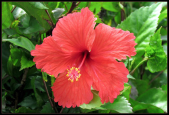 Картинка цветы гибискусы лепестки