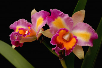 Картинка цветы орхидеи экзотика