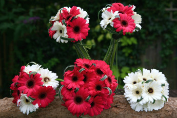 Картинка цветы герберы красный букеты белый