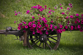 Картинка цветы петунии калибрахоа петуния телега малиновый