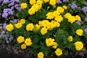 Картинка цветы разные вместе бархатцы агератум