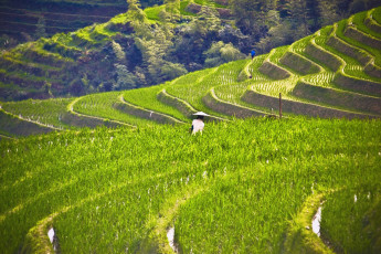 Картинка природа поля рис