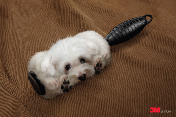 Картинка юмор приколы собака расческа