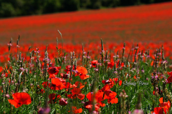 Картинка цветы луговые полевые луг маки
