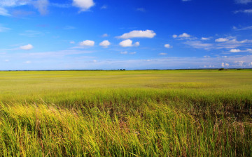 Картинка природа поля колосья поле