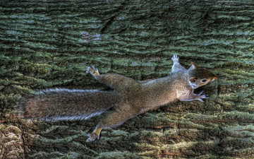 Картинка животные белки белка