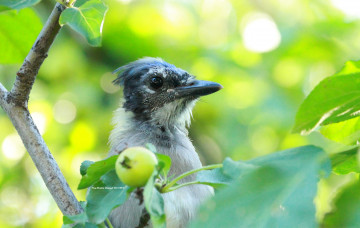 Картинка животные птицы ветка яблоко птица