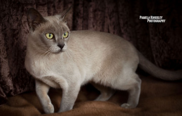 Картинка животные коты грация шерсть