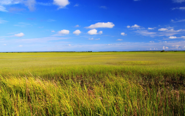 Обои картинки фото природа, поля, колосья, поле
