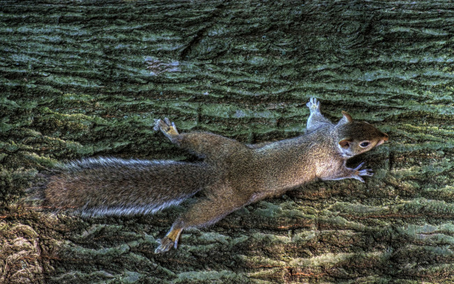 Обои картинки фото животные, белки, белка