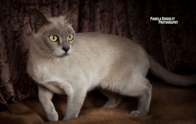 Обои картинки фото животные, коты, грация, шерсть