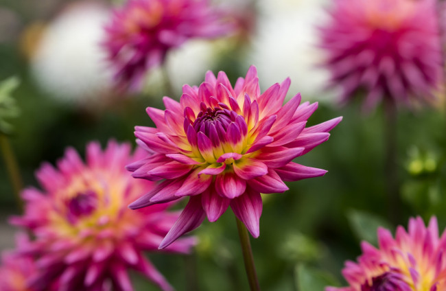 Обои картинки фото цветы, георгины, лепестки