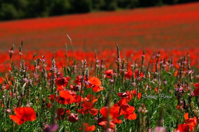 Обои картинки фото цветы, луговые, полевые, луг, маки