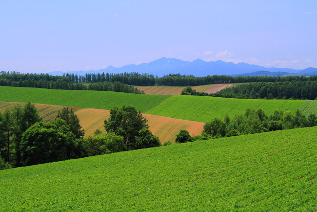 Обои картинки фото природа, поля, поле