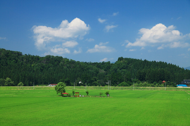 Обои картинки фото природа, поля, поле