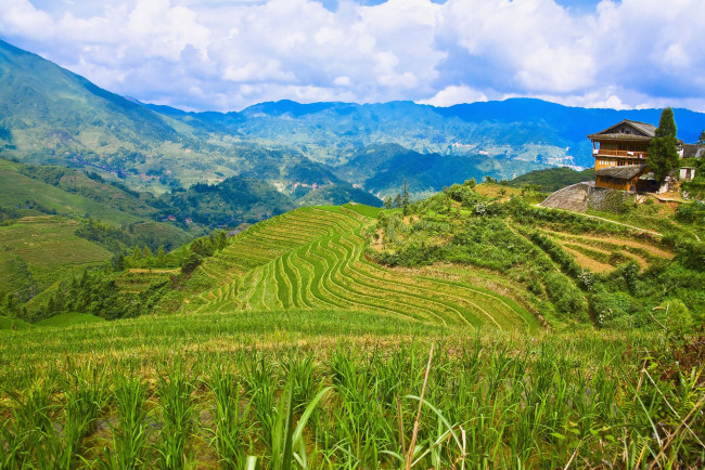 Обои картинки фото природа, поля, рис