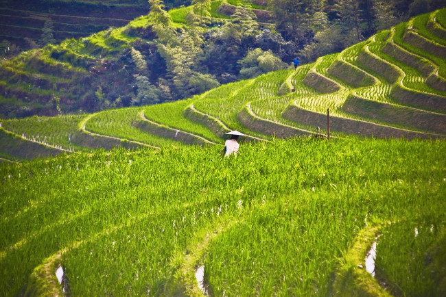 Обои картинки фото природа, поля, рис