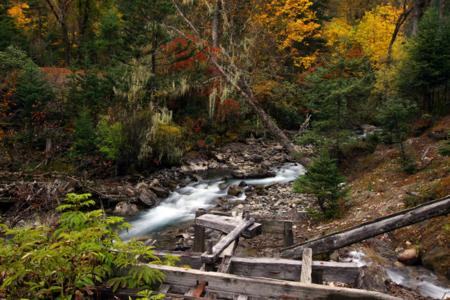 Обои картинки фото природа, реки, озера, ручей, лес