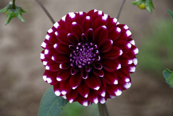 Картинка цветы георгины георгина