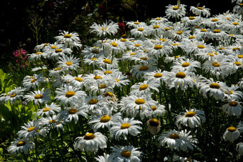 Картинка цветы ромашки