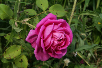 Картинка цветы розы куст роза