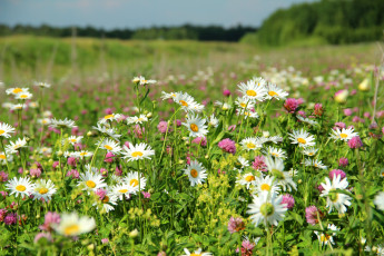 Картинка цветы луговые полевые ромашки луг клевер
