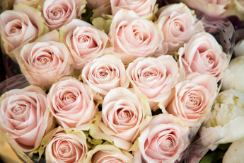 Картинка цветы розы розовый