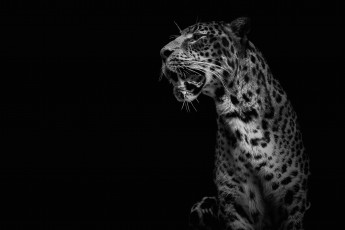 Картинка животные Ягуары кошка