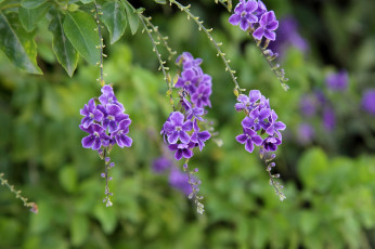 Картинка цветы дуранта фиолетовый