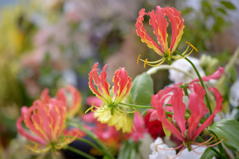 обоя цветы, глориоза, пламя