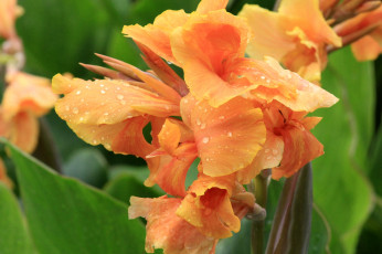 Картинка цветы канна оранжевый