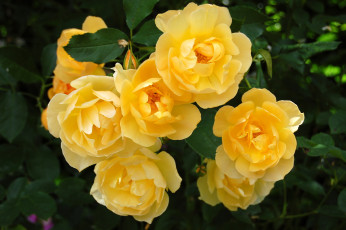 Картинка цветы розы