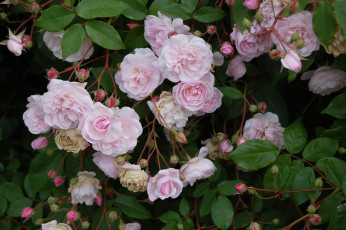 Картинка цветы розы куст