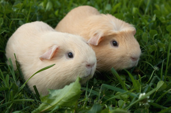 Картинка животные морские свинки хомяки