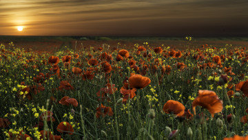 Картинка природа восходы закаты маки закат