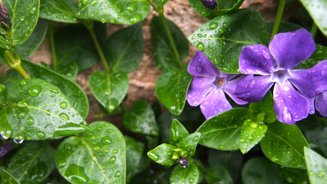 Обои картинки фото цветы, барвинок, капли, листья