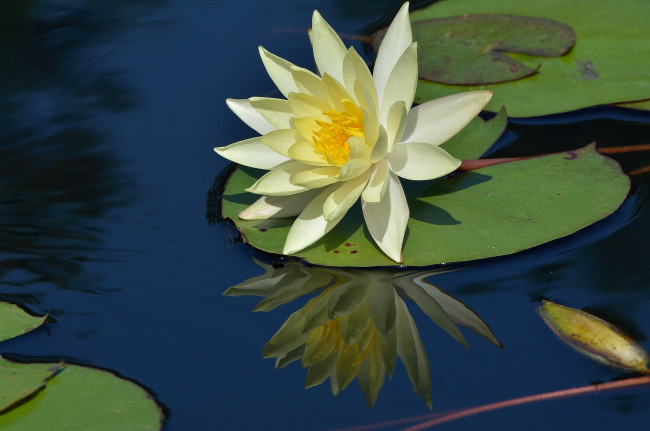 Обои картинки фото цветы, лилии, водяные, нимфеи, кувшинки, отражение