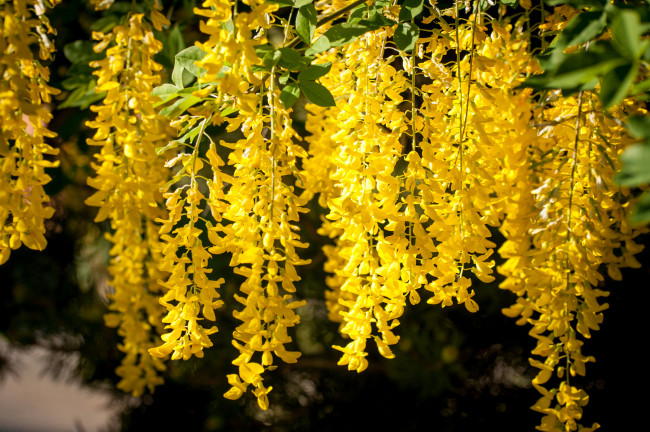 Обои картинки фото цветы, глициния, кисти, желтый