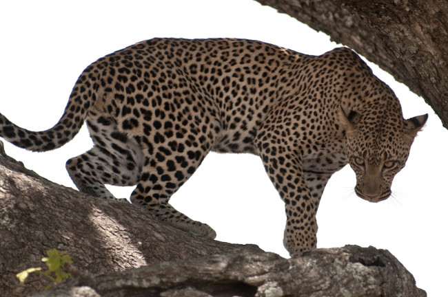 Обои картинки фото животные, леопарды, кошка