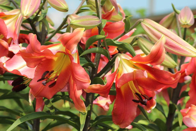 Обои картинки фото цветы, лилии, лилейники, розовый