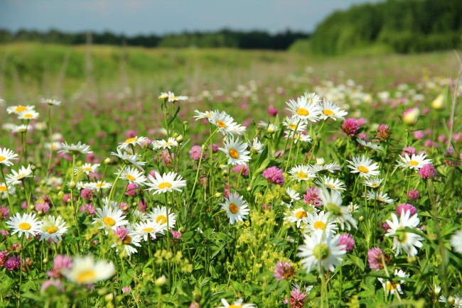 Обои картинки фото цветы, луговые, полевые, ромашки, луг, клевер