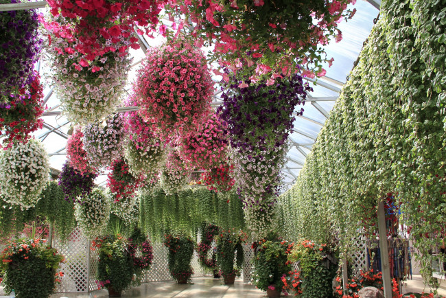 Обои картинки фото цветы, разные, вместе, петуния, оранжерея
