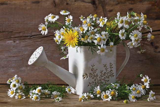 Обои картинки фото цветы, ромашки, лейка