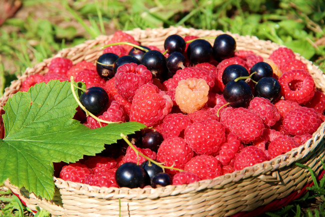 Обои картинки фото еда, фрукты, ягоды, смородина, малина
