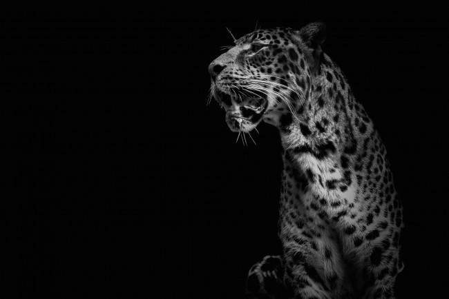 Обои картинки фото животные, Ягуары, кошка