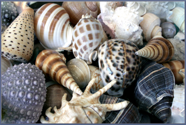Обои картинки фото разное, ракушки, кораллы, декоративные, spa, камни