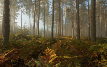 Картинка природа лес деревья листва свет чаща