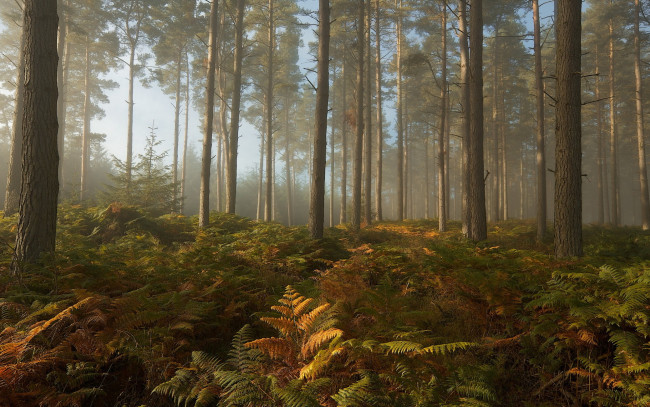 Обои картинки фото природа, лес, деревья, листва, свет, чаща