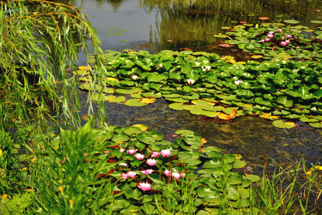 Обои картинки фото природа, реки, озера, верба, вода, кувшинки