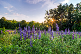 Картинка природа луга рассвет